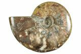 Polished Cretaceous Ammonite (Cleoniceras) Fossil - Madagascar #262121-1